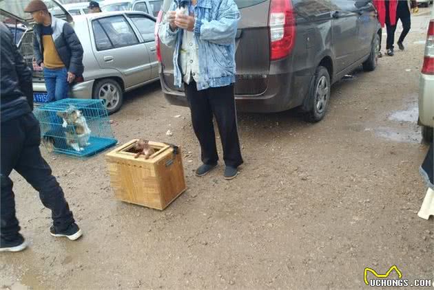 商贩在犬市售卖小鹿犬，很多人都不太了解小鹿犬！