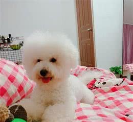 狗狗咬人，究竟是狗的问题，还是人的问题？