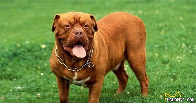 世界十大恶犬的介绍下篇
