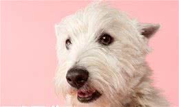 如何训练西高地白梗犬西高地白梗犬怎么训练
