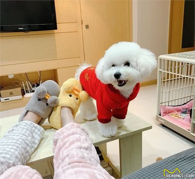 狗狗突然不吃食物了，是什么原因引起的呢？一起来了解一下