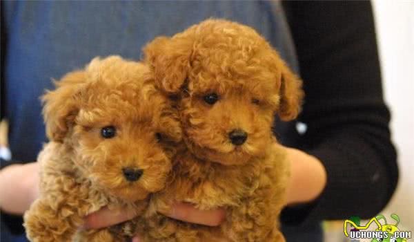 泰迪犬蛀牙怎么办？主人需要注意的三件事