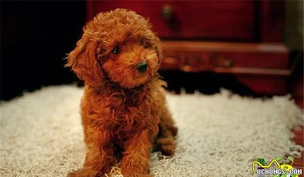 泰迪犬蛀牙怎么办？主人需要注意的三件事