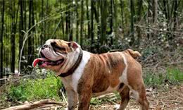 英国斗牛犬长相凶悍，令人望而生畏，为什么深受英国人喜欢？