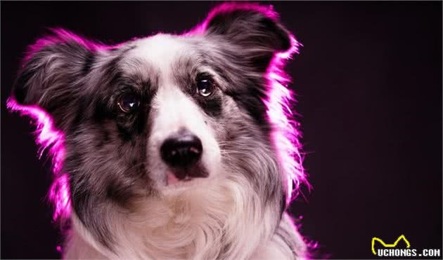 想养边牧犬必看:边牧更适合吃什么犬粮?边牧犬的综合习性