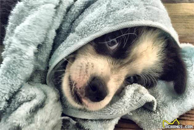 想养边牧犬必看:边牧更适合吃什么犬粮?边牧犬的综合习性