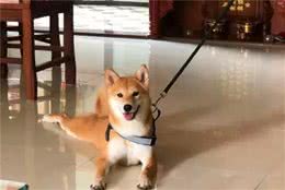新手养犬必知！这三点干犬粮的错误喂法，将会导致爱犬受伤！