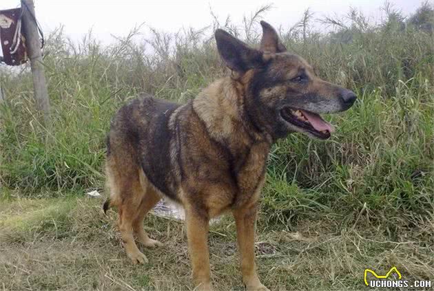 直击中国土生土长的9大凶犬