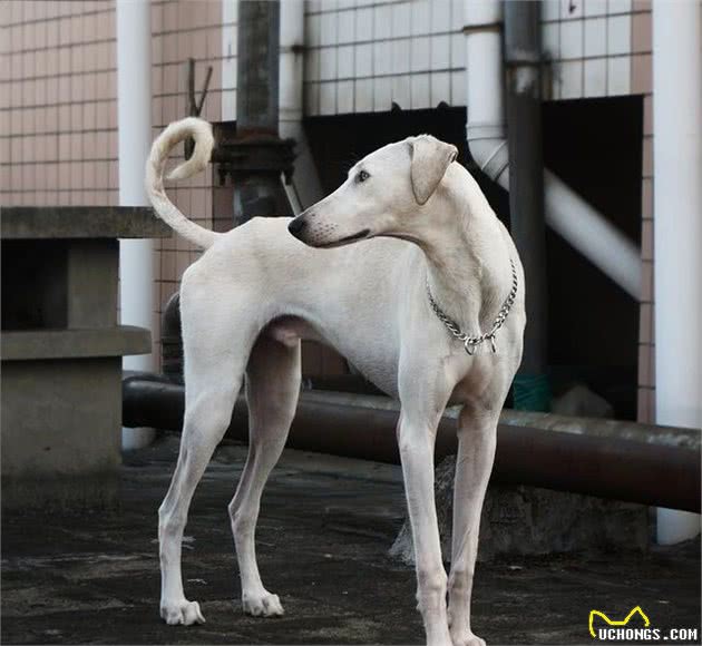 直击中国土生土长的9大凶犬