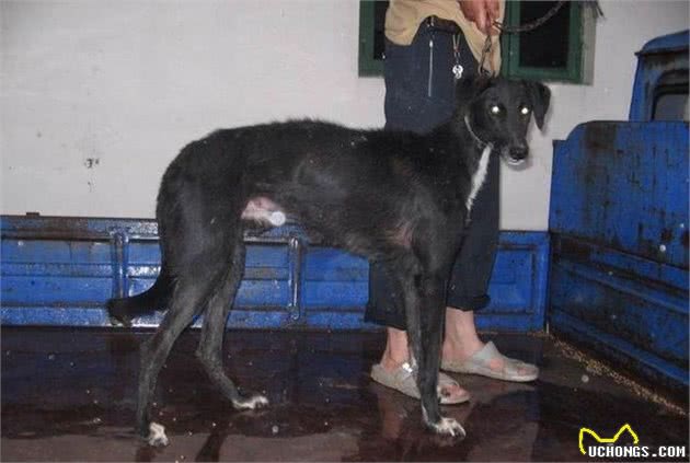 直击中国土生土长的9大凶犬