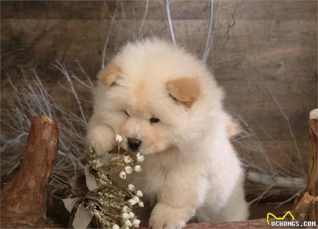 直击中国土生土长的9大凶犬