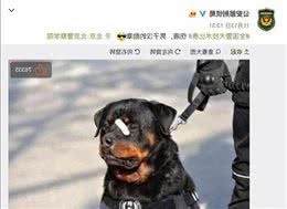 网红“创可贴警犬”即将退役，罗威纳不愧是最聪明的猛犬