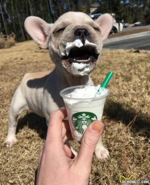 法国斗牛犬是一种神奇的狗，会让养的人爱不释手，越养越上瘾