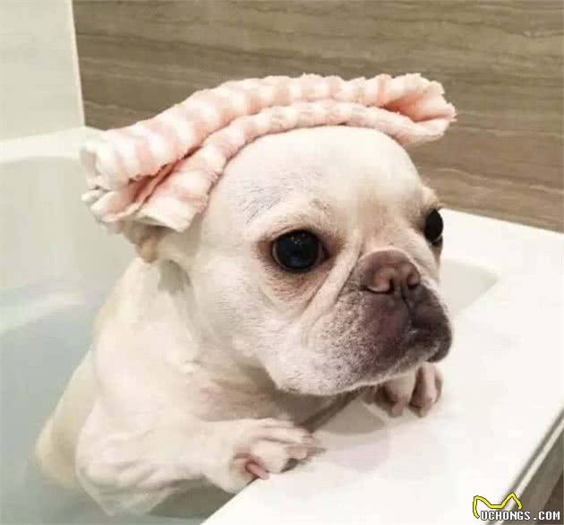 法国斗牛犬是一种神奇的狗，会让养的人爱不释手，越养越上瘾