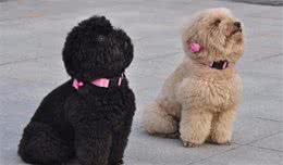 母泰迪犬与公泰迪犬相比，有8个优势，想要养泰迪犬的值得参考！