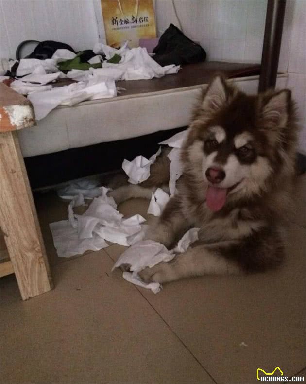 真的懂阿拉斯加吗？不懂就别养了