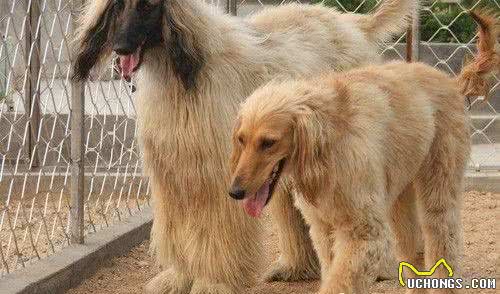 阿富汗猎犬什么颜色好彩色或者组合色更好