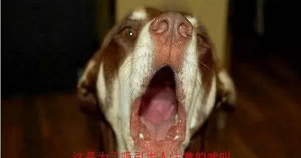 「伴侣犬调教」狗爷别叫了我要崩溃了!