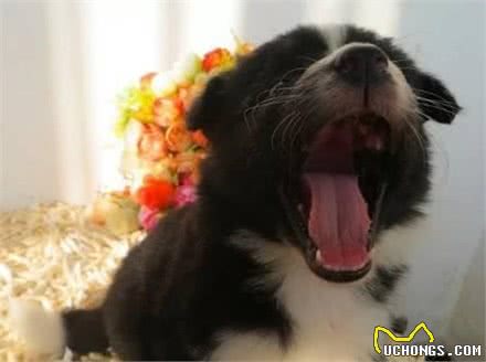 「伴侣犬调教」狗爷别叫了我要崩溃了!