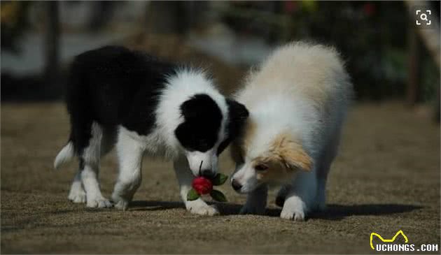 「伴侣犬调教」狗爷别叫了我要崩溃了!