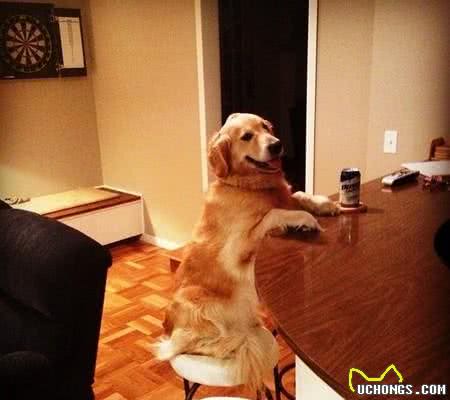 上辈子绝对是人！黄金猎犬成精了，读书打牌做园艺样样精通