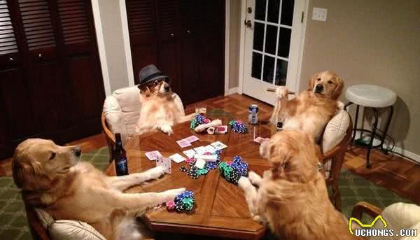 上辈子绝对是人！黄金猎犬成精了，读书打牌做园艺样样精通