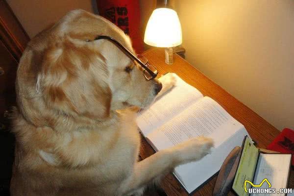 上辈子绝对是人！黄金猎犬成精了，读书打牌做园艺样样精通