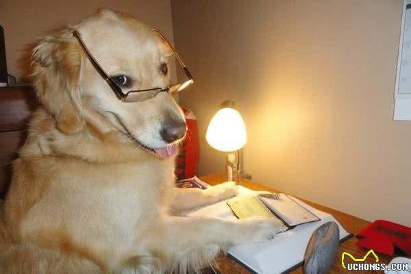 上辈子绝对是人！黄金猎犬成精了，读书打牌做园艺样样精通