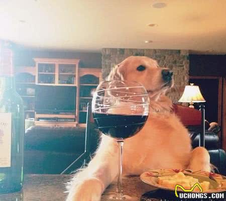 上辈子绝对是人！黄金猎犬成精了，读书打牌做园艺样样精通
