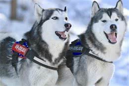 哈士奇犬能不能吃海鲜？