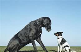养大丹犬要几大地方？饲养前留意5大考虑