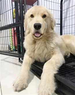 狗狗从小住笼子究竟是好是坏？