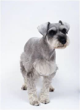 雪纳瑞犬剪耳，莫非只是为了美观？