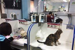 不公平，究竟是宠物医院还是狗狗医院？