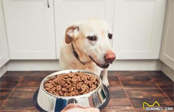 狗狗挑食愁坏主人，引起挑食的几个原因，主人应当重视起来