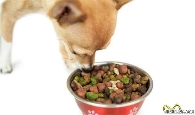 狗狗挑食愁坏主人，引起挑食的几个原因，主人应当重视起来