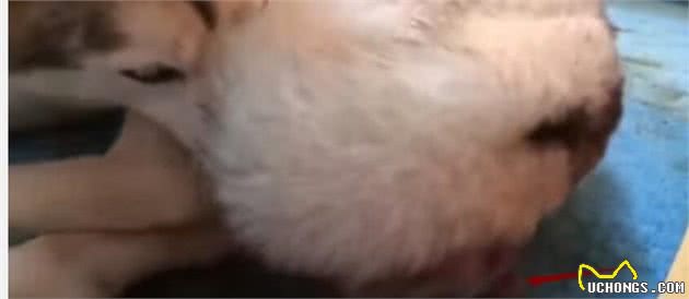 狗妈妈生产全过程，宝宝出来的瞬间，狗妈妈的辛苦让人不由得落泪