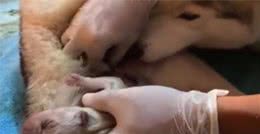 狗妈妈生产全过程，宝宝出来的瞬间，狗妈妈的辛苦让人不由得落泪