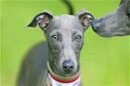 灵缇犬如何训练灵缇犬训练需要注意事项