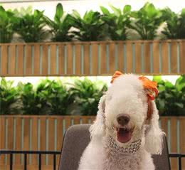 贝德灵顿梗犬：一只“外表似小羊羔，内心却住着狮子”的狗狗