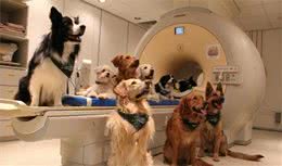 狗狗如何认出半心半意的赞美