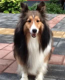 喜乐蒂牧羊犬静坐的姿态，像一位矜持又高贵的“女王”正等待加冕