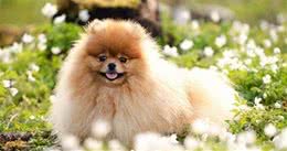 博美犬美容特色博美犬打理技巧