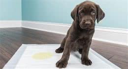 怎样训练小狗到指定地点排便