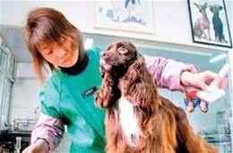 正规狗狗美容应包括七个步骤，别再被坑了~