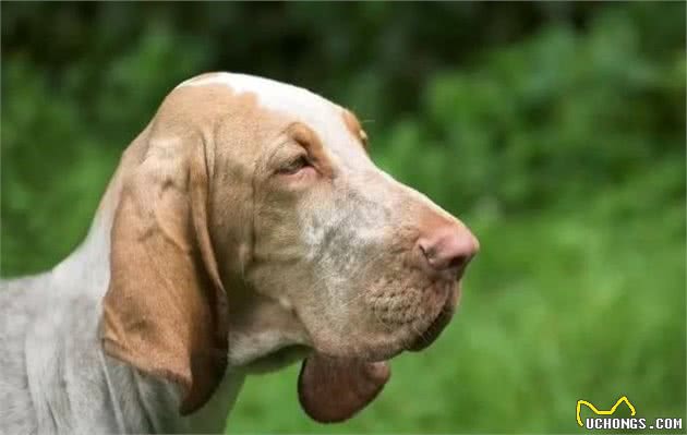 世界十大嗅觉能力最出众的狗寻血猎犬位居第一