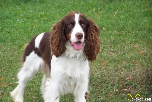 世界十大嗅觉能力最出众的狗寻血猎犬位居第一