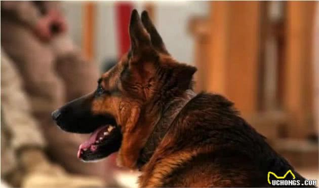 世界十大嗅觉能力最出众的狗寻血猎犬位居第一