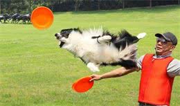 什么时候是训练狗狗的最好时期呢？