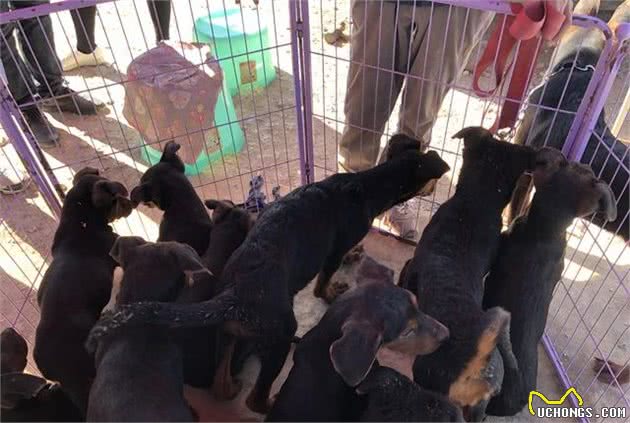 宠物市场少见莱州红犬，引多人围观却因狗身上有白点而无人购买！